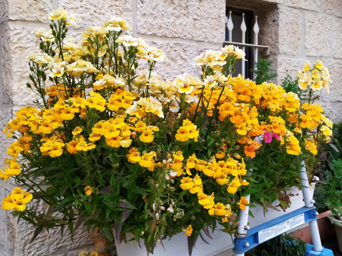 Cozy Garden Apartment Jerusalem Exterior photo